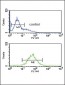 SRD5A3 Antibody (C-term)